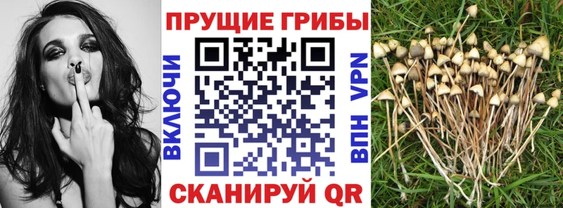 Галлюциногенные грибы Psilocybe  продажа наркотиков  Зима 